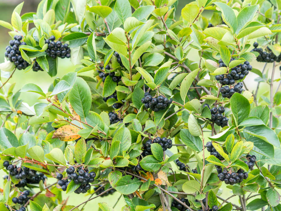 Svartsurbær er populære prydbusker - kanskje du har noen i nabolaget?