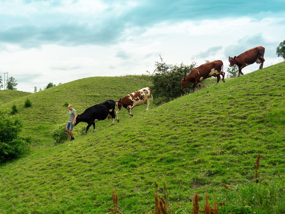 Glade kuer er viktig for et godt produkt