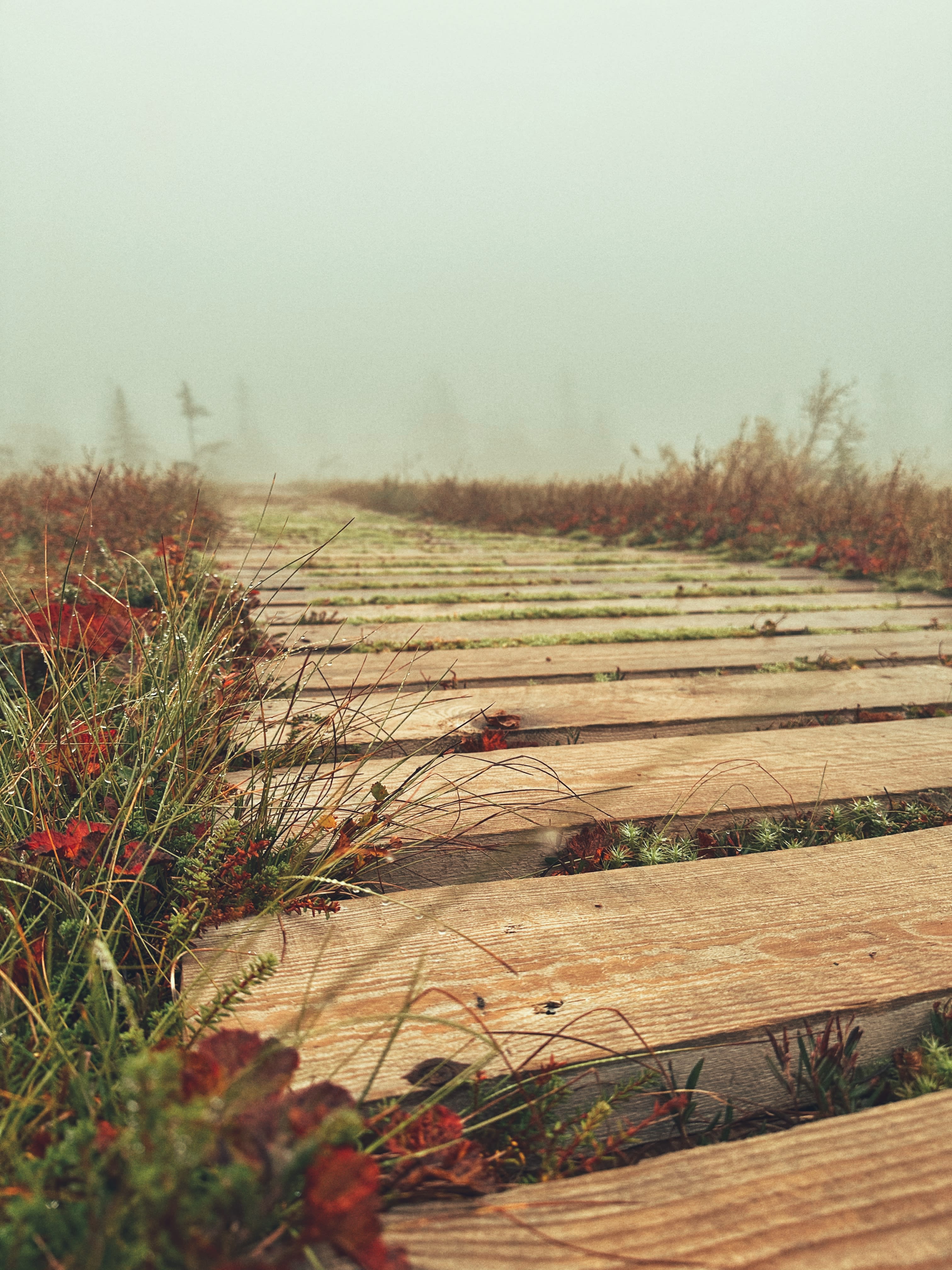 A wooden path through foggy, grassy wetlands.  The path is made of weathered wooden planks. 
