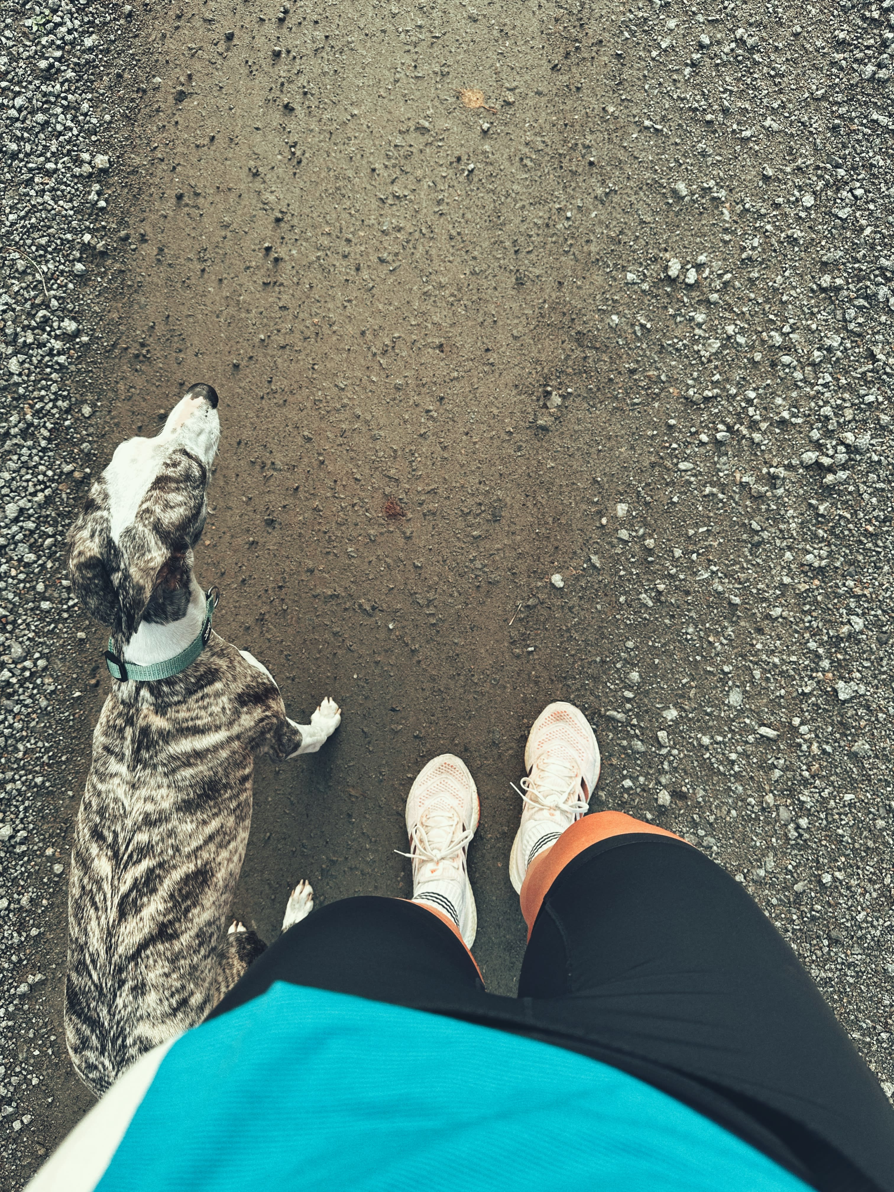 A person wearing white shoes and a Norrøna shirt is standing on a gravel path with a dog. 

