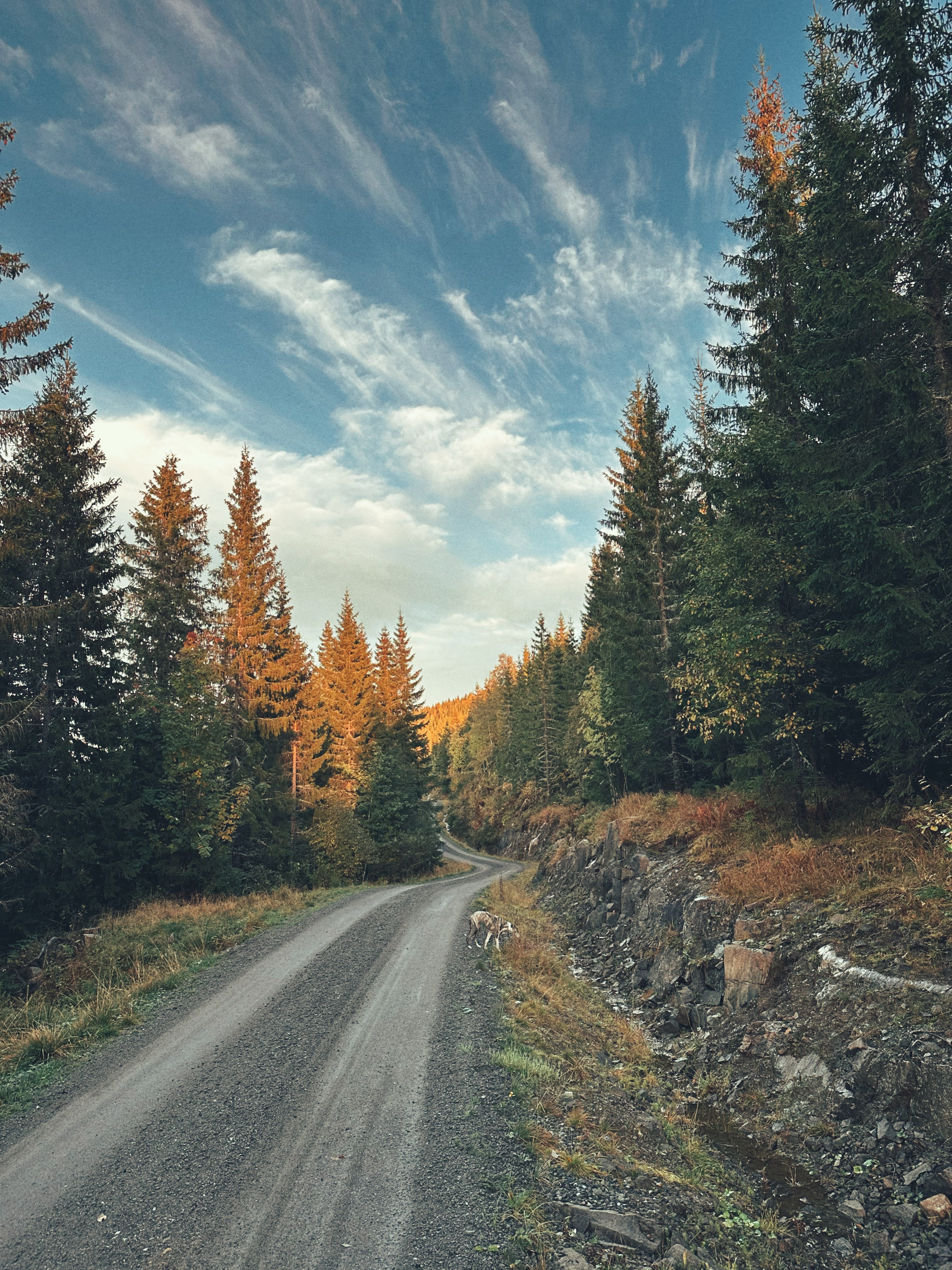 A winding gravel path through a lush forest with a dog walking in the distance. 
