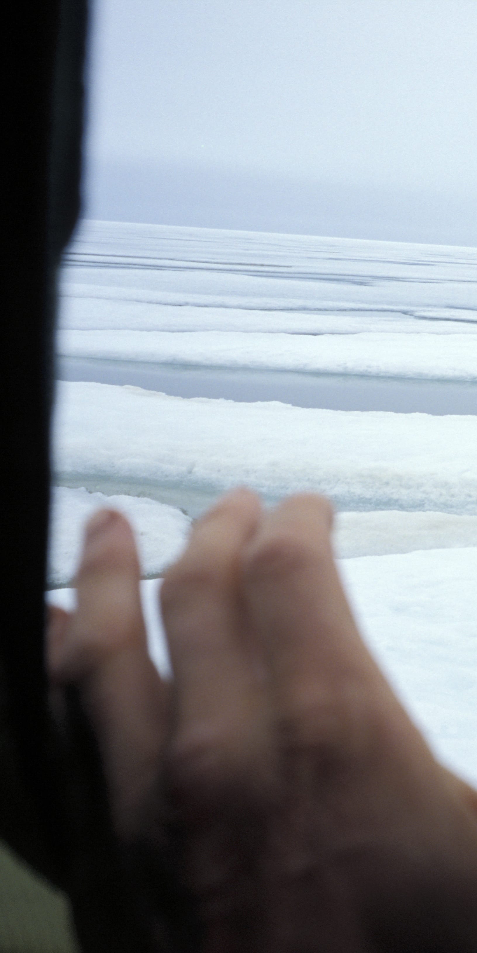 A person's hand reaches out from a tent to photograph a polar bear walking on a frozen ice floe.