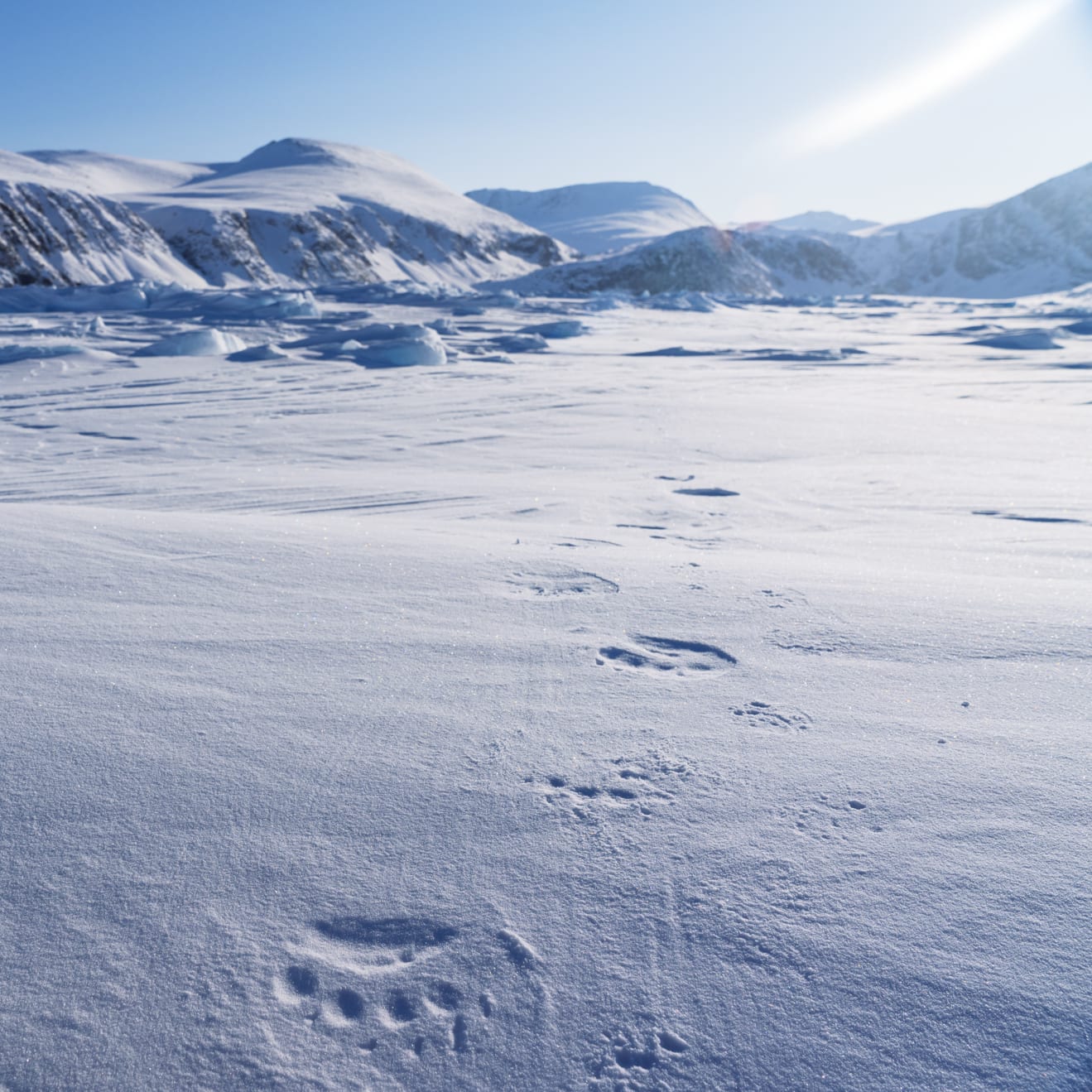 A snowy landscape with mountains in the distance and animal tracks in the snow.