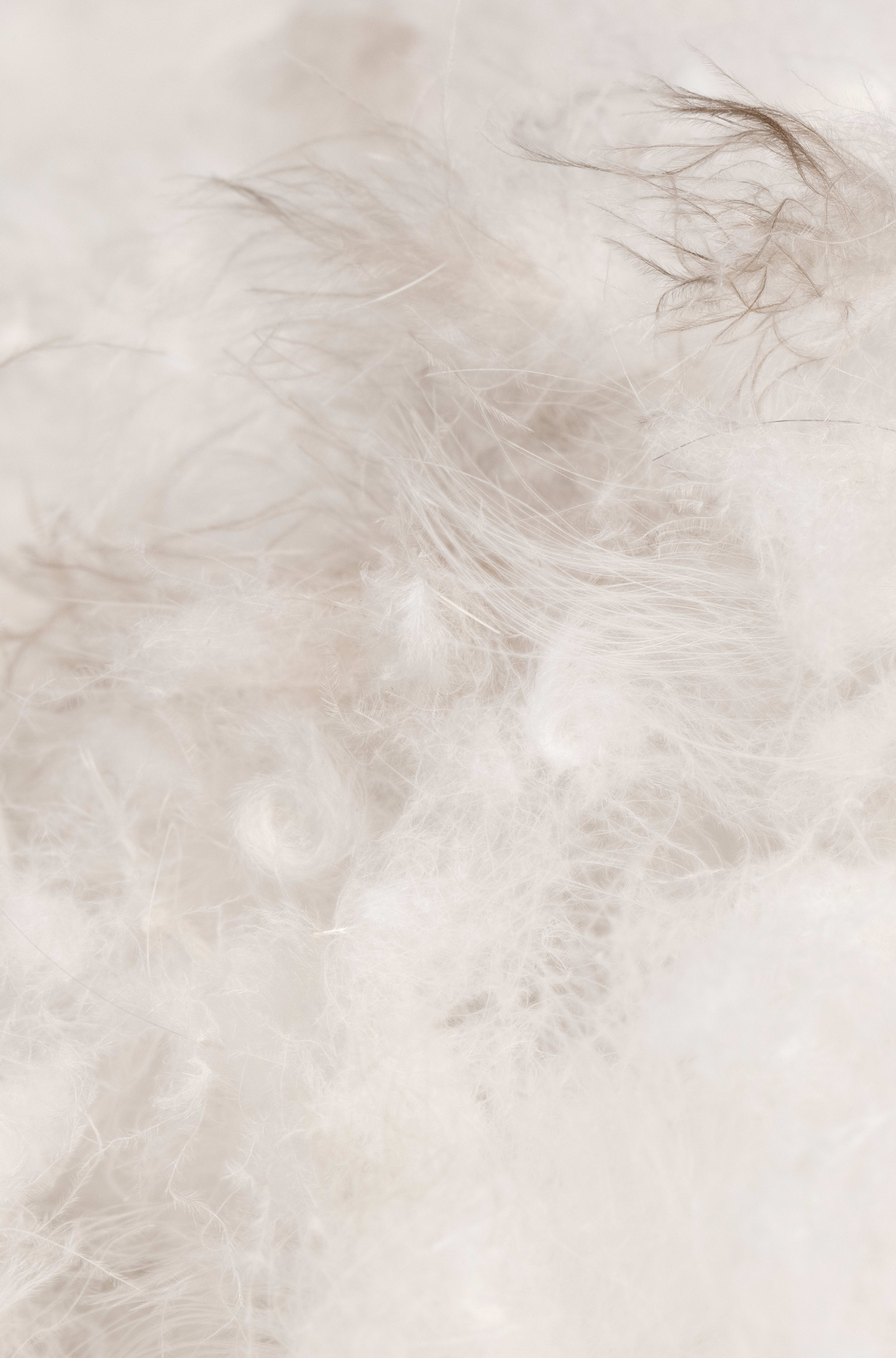 Close-up of Norrøna down filling, soft and fluffy white feathers.