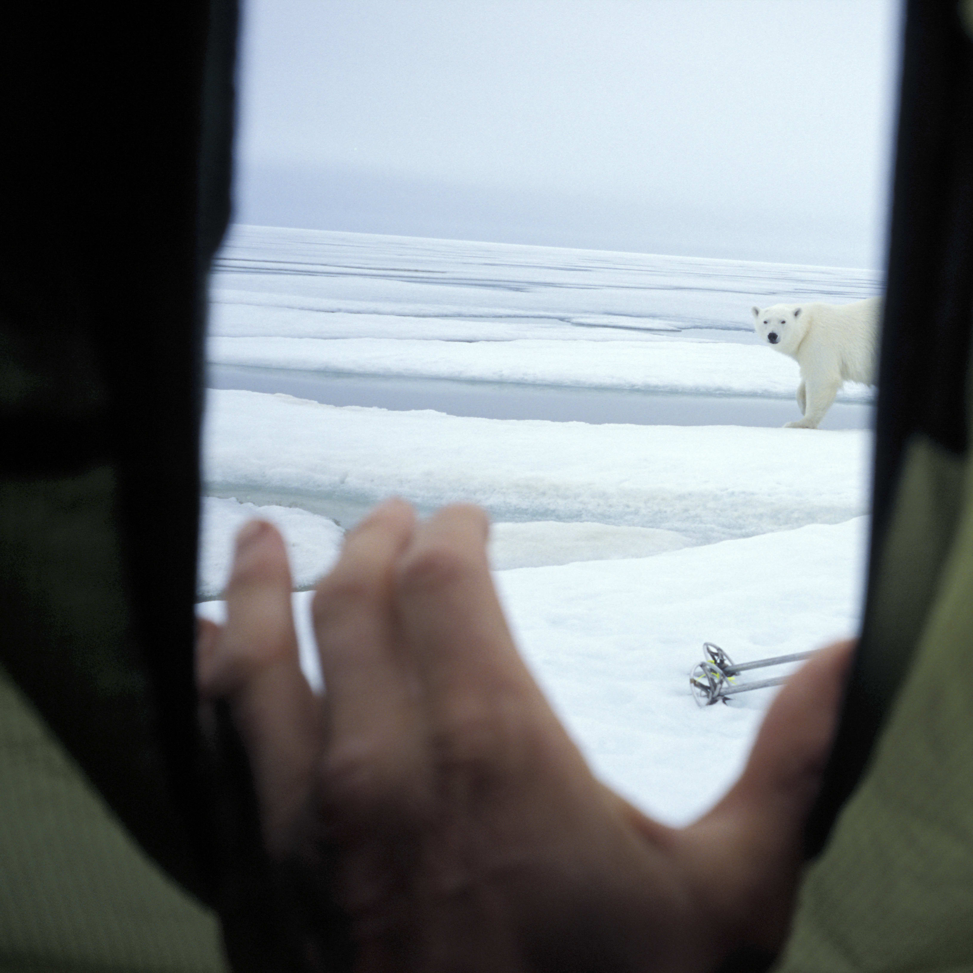 View from tent to icy Arctic landscape: a polar bear is standing on the ice; ski poles are visible.