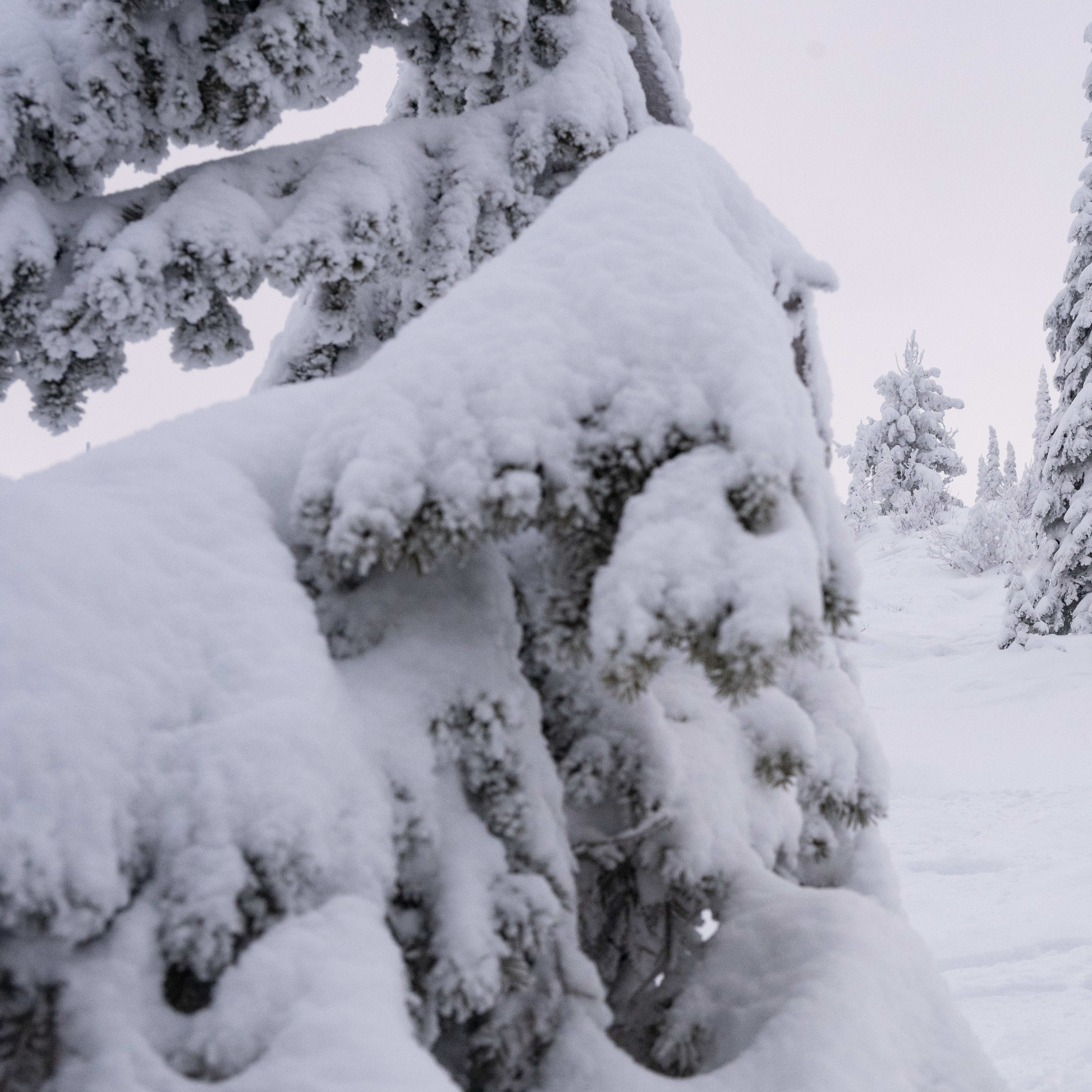A person in a Norrøna jacket skis down a snowy slope through a forest of snow-covered trees.