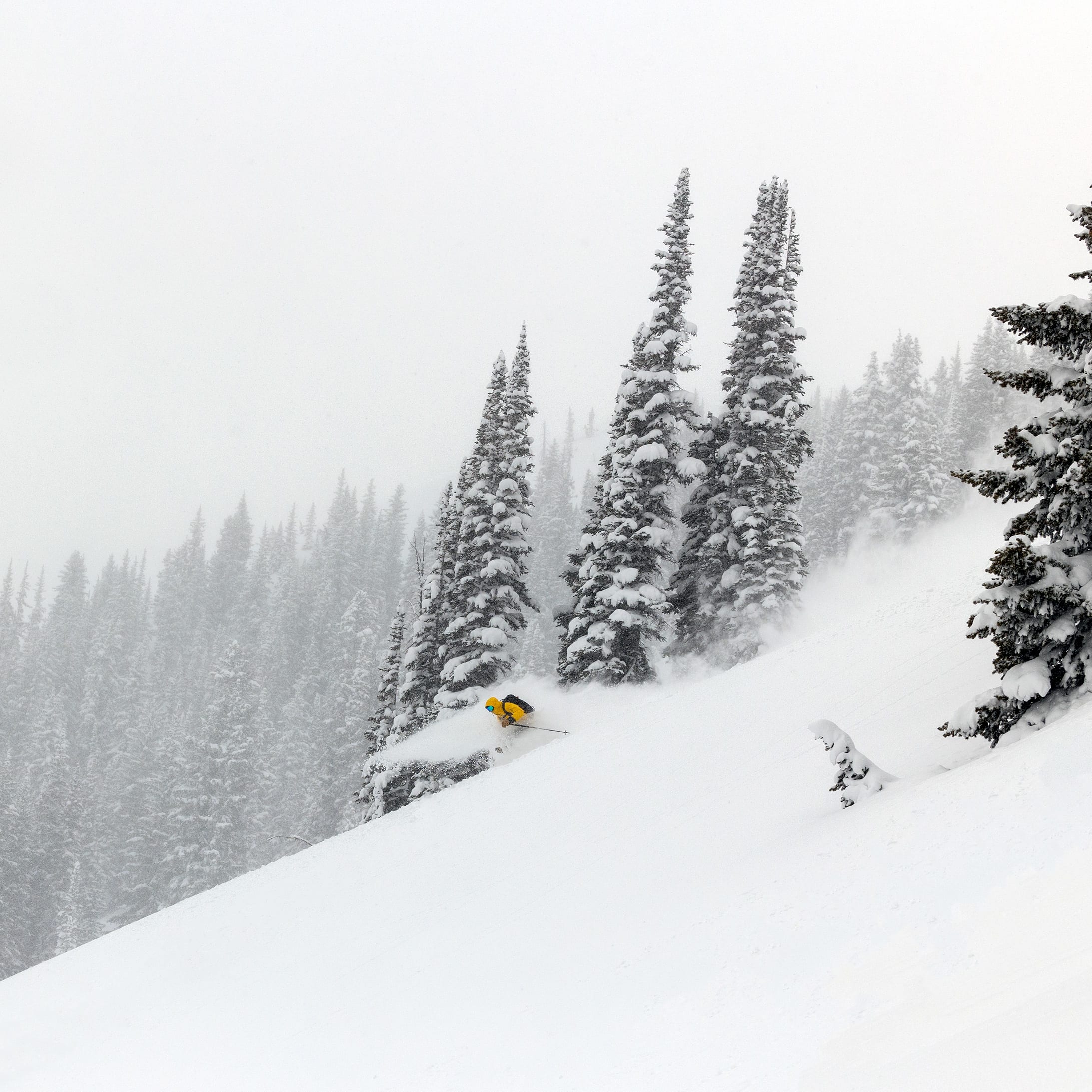 Skier in a yellow Norrøna jacket skis down a snowy slope lined with frosted evergreens on a foggy day.