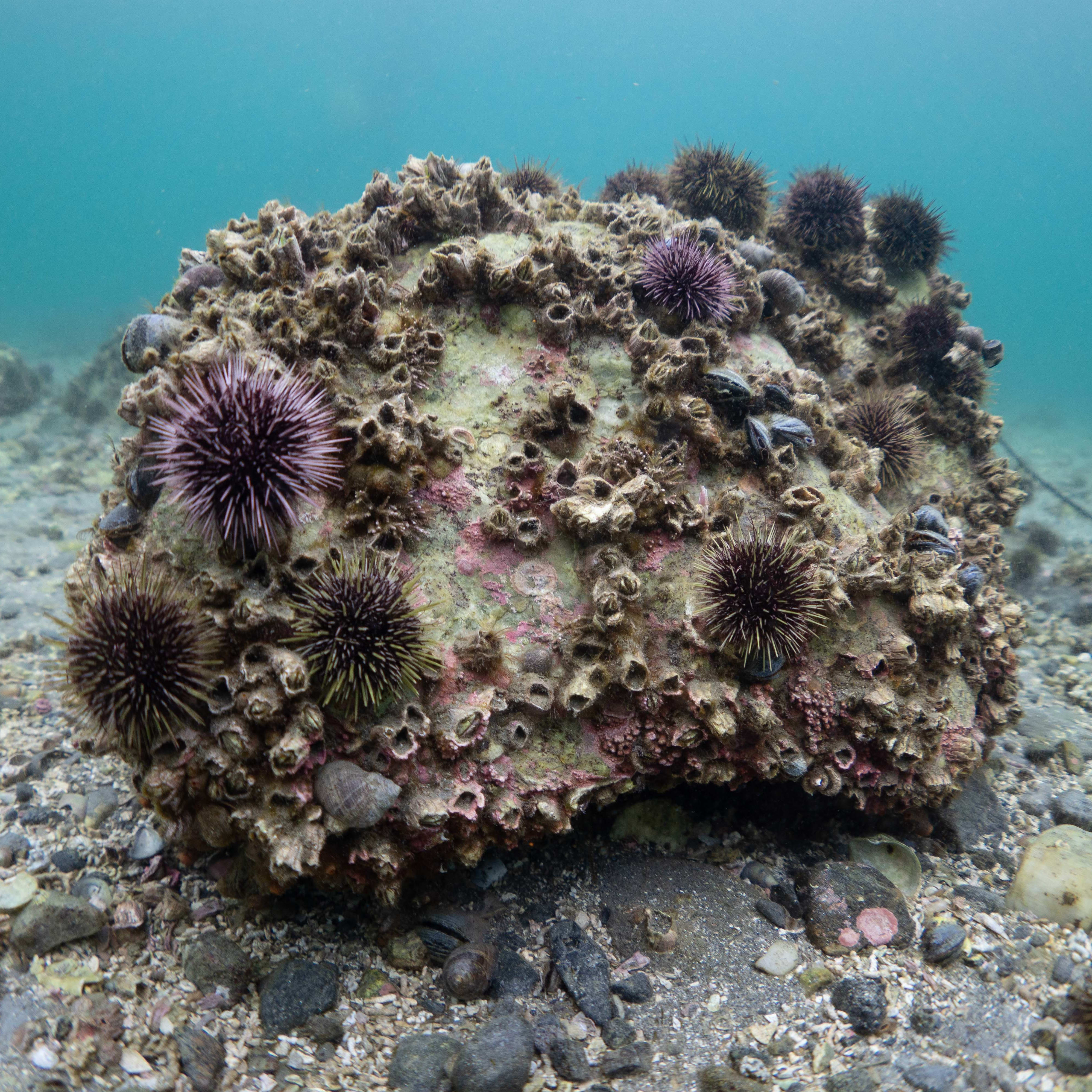 An underwater rock covered in sea life, including sea urchins and barnacles.