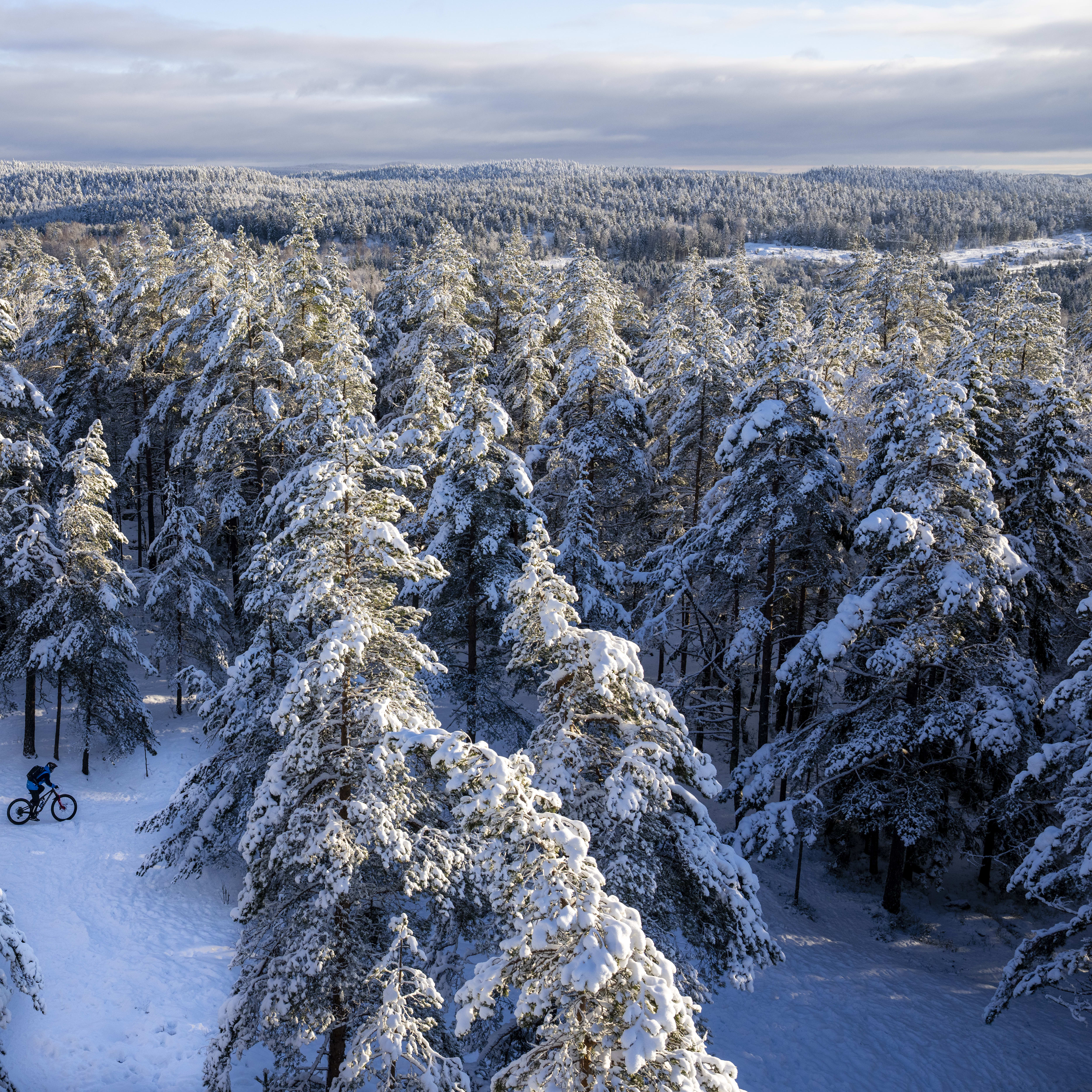 A person rides a Norrøna bike through a snow-covered forest.  
