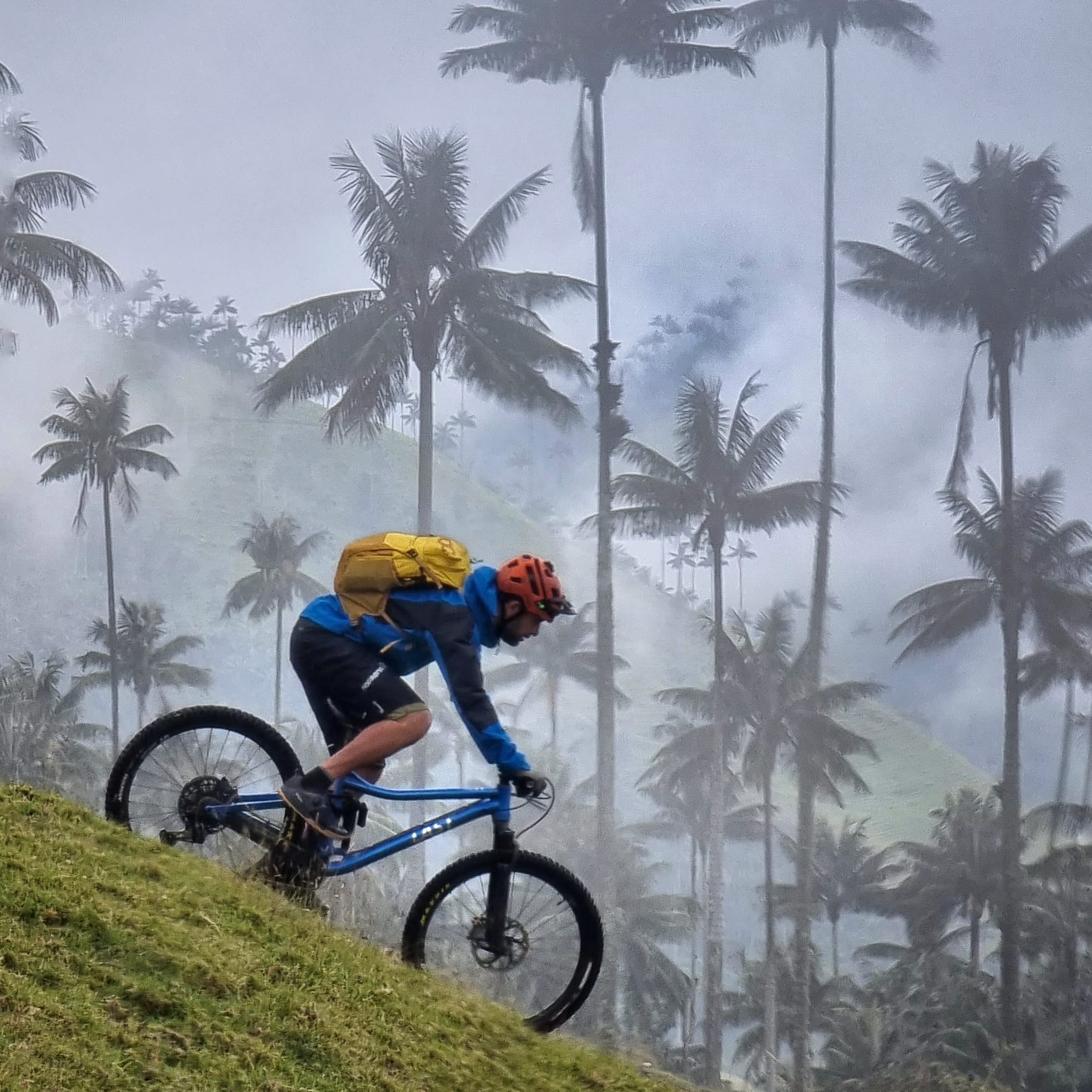 A person wearing a helmet and riding a blue mountain bike up a grassy hill in a foggy palm tree forest.  
