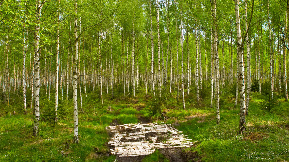 Hvilket treslag varmer mest?