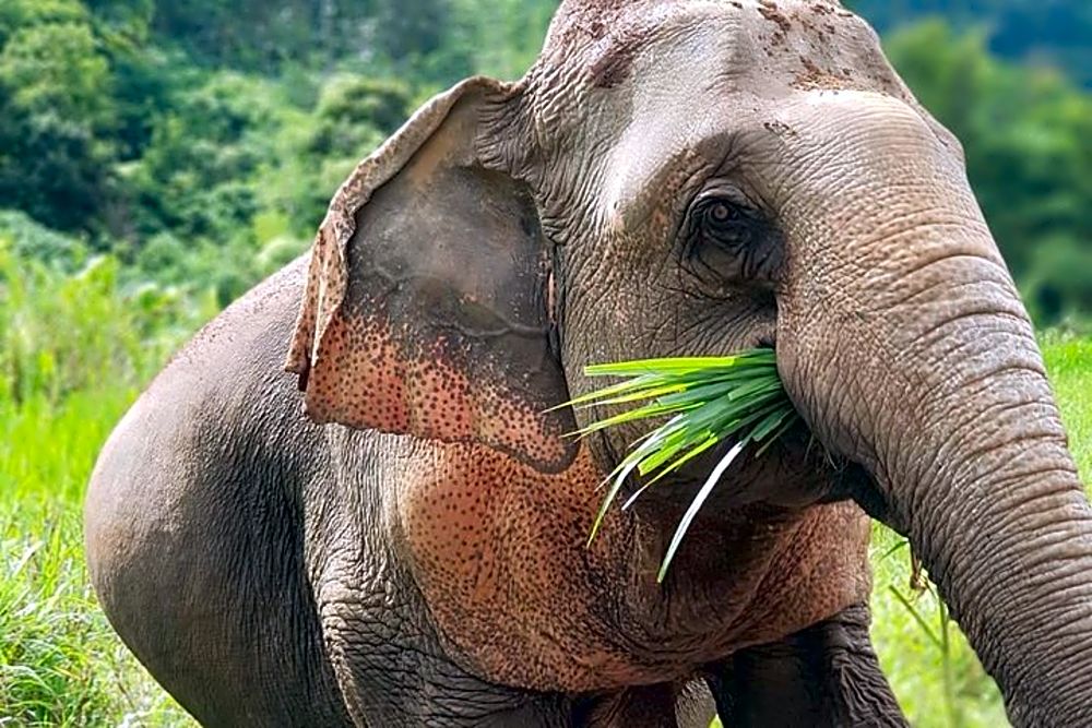 Elephant Sanctuary | Full Day Experience