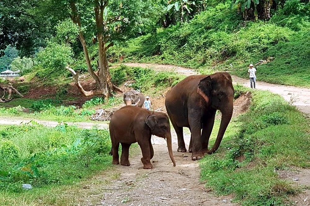 Elephant Sanctuary | Half-Day Experience