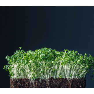 Olive Branch Culinary Services Meal Delivery