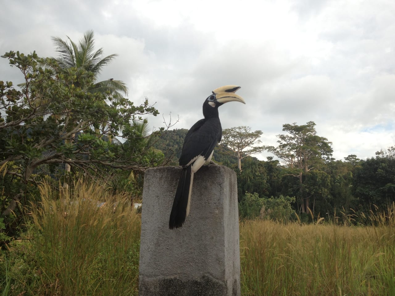 Hornbill Before the Storm