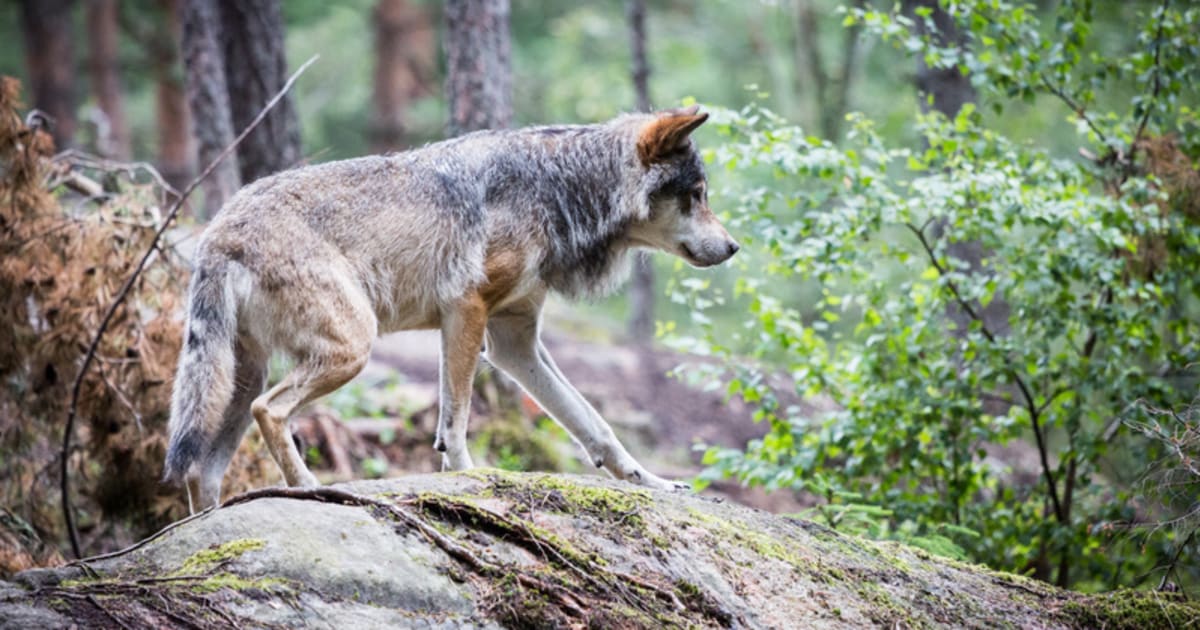 Nytt vargrevir upptäckt på Hållnäs-halvön i Uppsala län | TierpsNytt