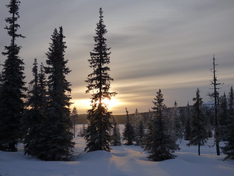 Bilden visar ett snötäckt landskap med tall- och granliknande träd under en molnig himmel. Solen är lågt på himlen och syns skymta bakom ett av träden i bildens mitt, vilket skapar en ljuspunkt. Snön på marken är orörd och reflekterar solvljuset, sär