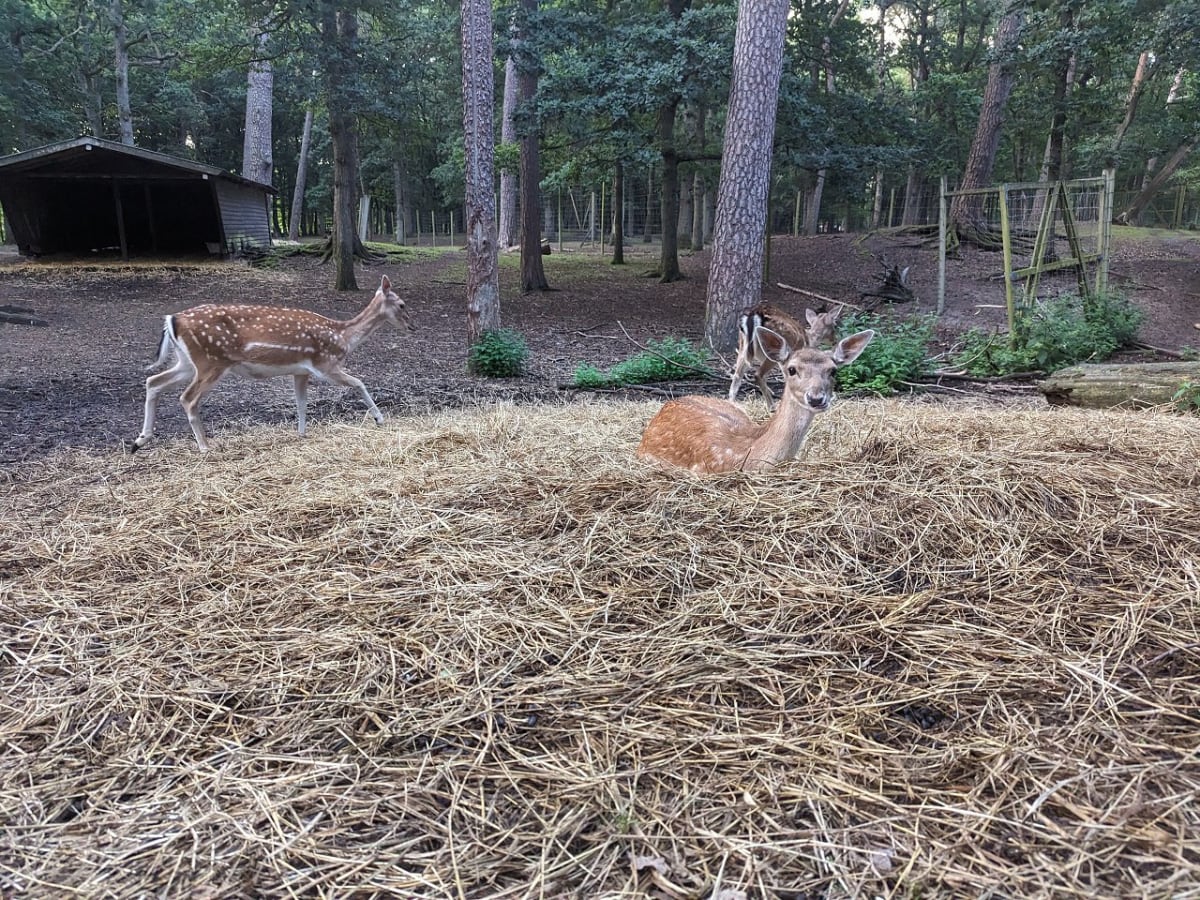En bild tagen utomhus visar hjortar i en inhägnad miljö med skogsvegetation i bakgrunden. Ett hjortdjur med ljusbrun päls och vita fläckar ligger i förgrunden, omgivet av ett tjockt lager halm eller torkat gräs. Dess huvud är vänt mot betraktaren. Ba