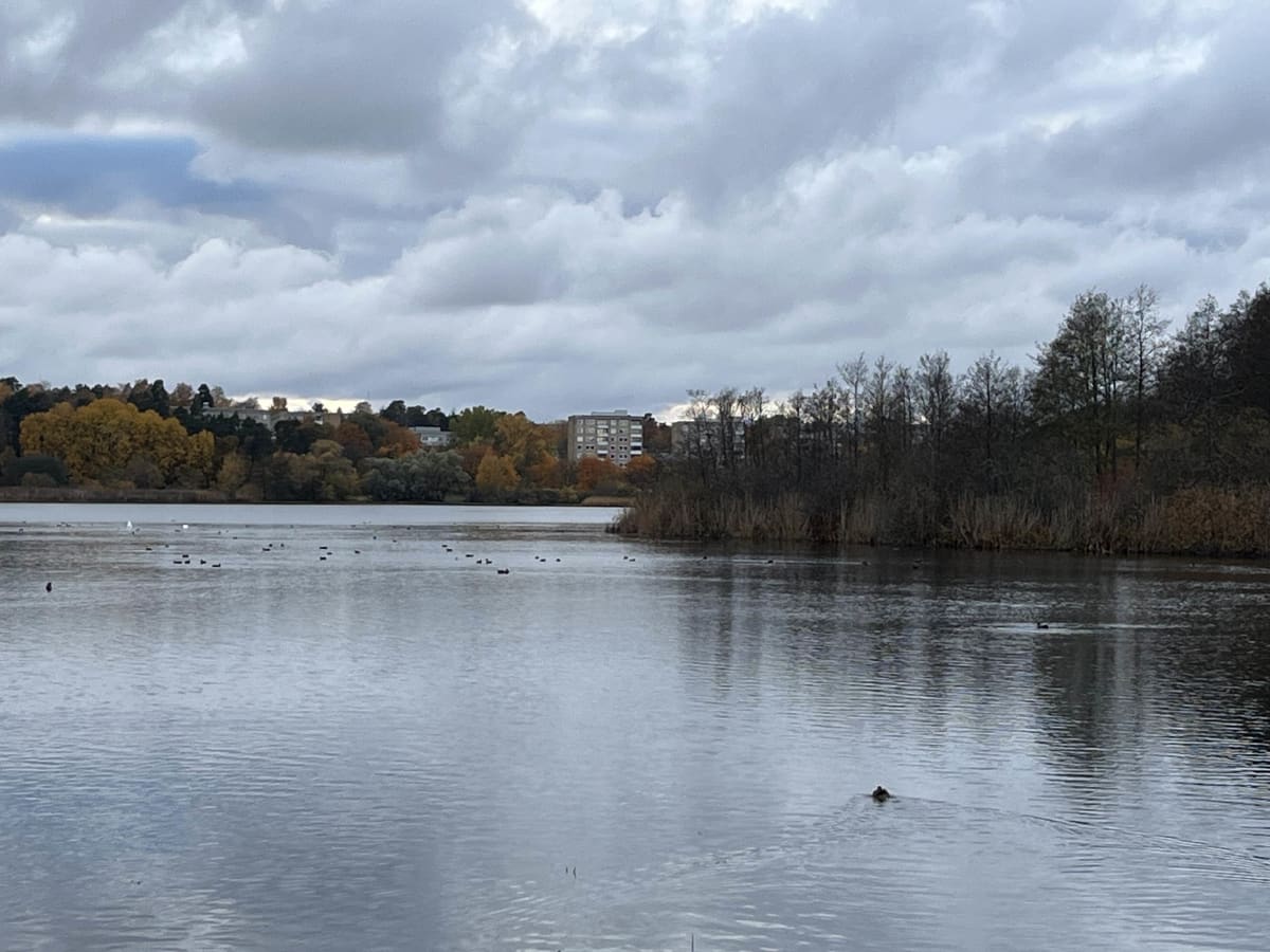 En bild tagen utomhus visar ett vatten, troligtvis en sjö eller större damm, med grå himmel täckt av moln. I förgrunden och mellansegmentet av bilden syns vattenytan med flera fåglar, som ankor eller liknande sjöfåglar, utspridda över ytan. Enstaka vita fläckar på vattnet kan indikera större fåglar som svanar. Längs vattenlinjen, till höger, finns en tät samling av vassen eller högt gräs samt träd. Längre bort på andra sidan vattnet reser sig en grönskande kulle täckt av höstfärgade träd, där gula och oranga löv tydligt syns. Mellan träden skymtar byggnader, varav en större flerfamiljsbyggnad med många fönster är mest framträdande.