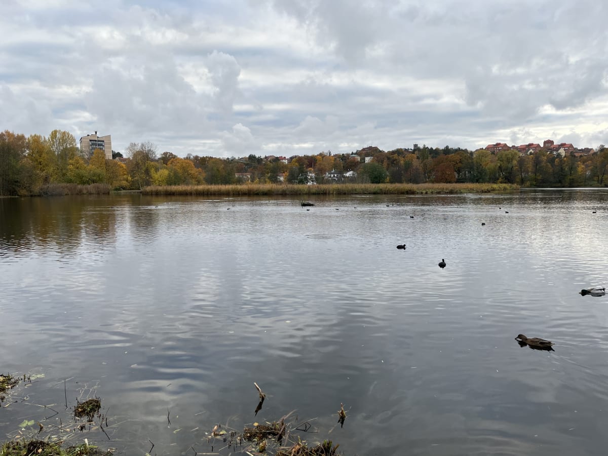 En bild tagen i brett perspektiv av en sjö eller större insjö under en molnig höstdag. Vattnet i förgrunden reflekterar himlen och visar små böljor. Flera fåglar flyter på vattenytan, inklusive gräsänder och sothöns. Vid kanten av vattnet i förgrunden syns vissnat gräs och kvistar. På andra sidan vattnet sträcker sig ett bälte av vass eller högt gräs, följt av en trädridå med höstfärgade löv i gult, orange och rött. Bakom träden syns flera byggnader. Till vänster reser sig en ljus byggnad med mörka fönsterpartier, och längre bort och till höger skymtar andra bostadshus med röda tak. Himlen är täckt av jämna, grå moln.