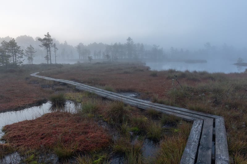 Bilden visar ett landskap med en träspång som slingrar sig genom ett myrområde. Träspången består av flera plankor och sträcker sig från förgrunden mot mitten av bilden, där den svänger vänster och försvinner in i dimman. Området runt spången är täck