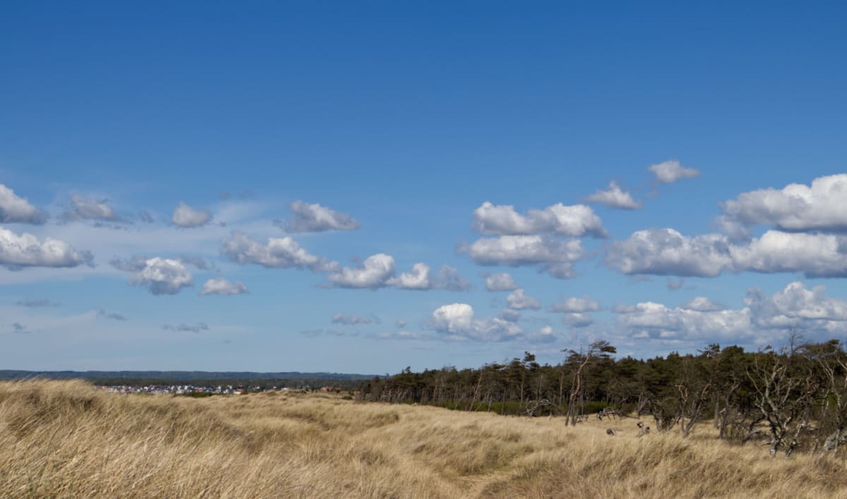 Bilden visar ett landskap med torrt, ljust brunt gräs i förgrunden och mellangrunden, som sträcker sig över sanddyner eller liknande terräng. I bakgrunden till höger finns en tät rad av barrträd med krokiga grenar, som bildar en skogsbryn. Mellan grä