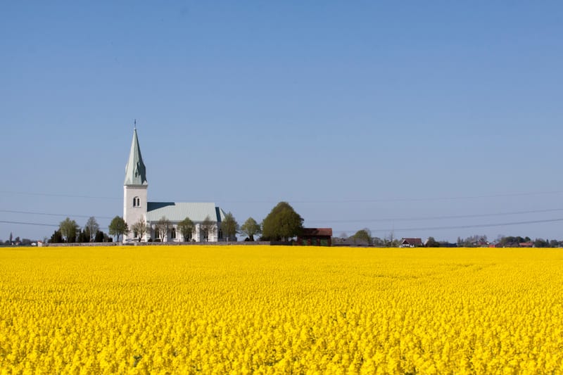 En vidvinkelbild tagen utomhus under dagtid, som visar ett landskap dominerat av en stor rapsåker med lysande gula blommor i förgrunden. I bakgrunden reser sig en vit kyrka med ett grönt spetsigt torn, omgiven av några lövträd med grönskande lövverk.