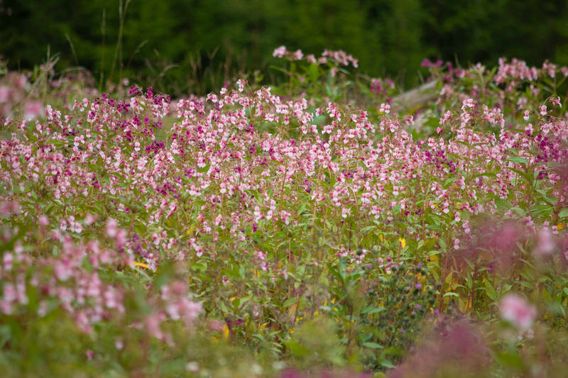 Bilden visar ett fält täckt av rosa och lila blommor. Blommorna har olika nyanser av rosa, från ljust pastell till mörkare lila. De växer tätt tillsammans och bildar en stor matta. I bakgrunden syns suddiga gröna träd eller buskar, vilket indikerar a