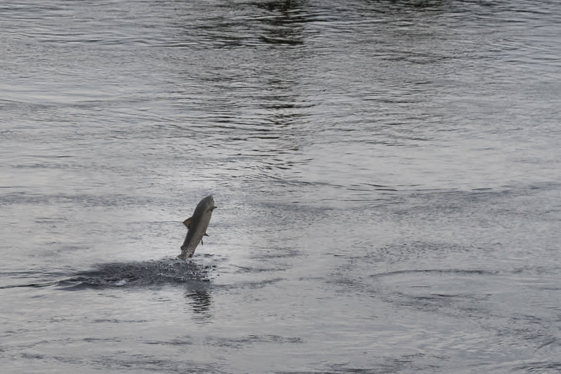 En fisk syns hoppa upp ur vattnet i den nedre vänstra delen av bilden. Fisken är mörk och dess kropp är vinklad uppåt, delvis täckt av vattendroppar och skum som skapas av hoppet. Vattnet runt fisken är i rörelse, med sprut och ringar på ytan. Resten