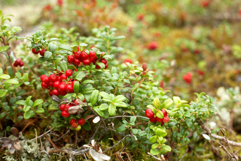 Bilden visar ett detaljerat närfoto av lingonris med mogna, röda lingon. Bladen är övervägande gröna, men enstaka bruna och vissna blad syns också. Lingonriset växer på marken bland mossa och vissna kvistar. Bakgrunden är oskarp och visar mer lingonris med röda bär samt grön och brun markvegetation. Ljuset kommer uppifrån och belyser lingonriset, som framträder tydligt i fokus. Färgskalan domineras av grönt och rött med inslag av brunt och gult i oskärpan.