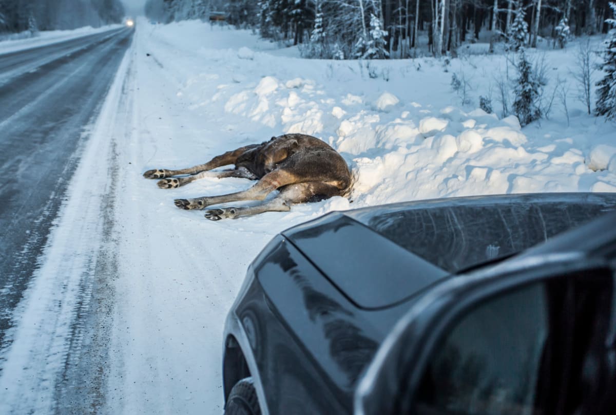 Bilden visar ett mörkt, dött älgdjur liggandes i en snövall vid sidan av en belagd väg. Vägen är delvis täckt av snö och is, och i fjärran syns strålkastare från ett mötande fordon. Till höger i bilden syns en del av en mörk bil, troligtvis den som tagit bilden. I bakgrunden finns ett skogsområde täckt av snö. Älgdjuret ligger på höger sida av vägen, med benen utsträckta. Dagens ljus indikerar att det är dagtid.