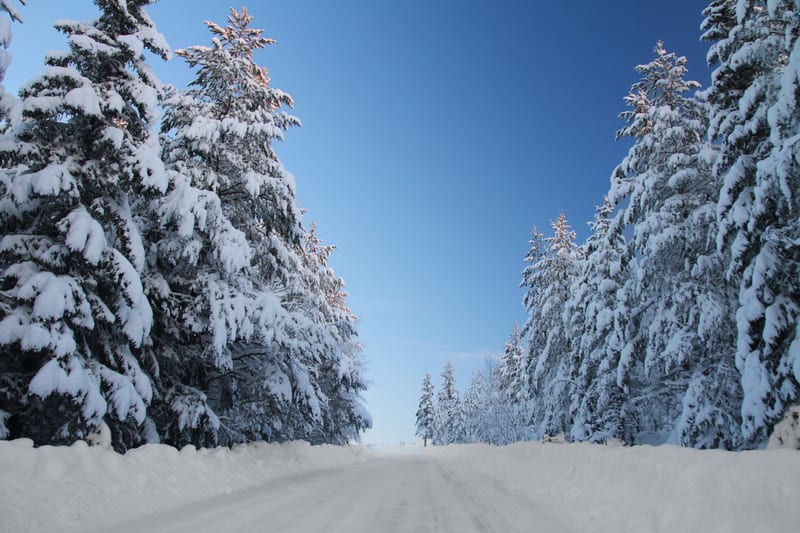 Bilden visar en snötäckt väg som leder rakt fram, omgiven av höga granar tunga av snö. På båda sidor om vägen syns snövallar som bildats av plogningsarbete. Himlen ovanför är klarblå och sträcker sig över trätopparna. Ljuset på de snötäckta träden an