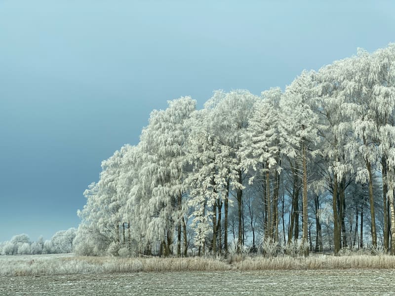 Bilden visar ett vinterlandskap med en rad av lövträd och barrträd längs en horisontlinje, alla täckta av vit frost eller snö. Träden står till höger och i mitten av bilden, och deras grenar är tätt belagda med ett vitt lager, vilket ger dem en mjuk