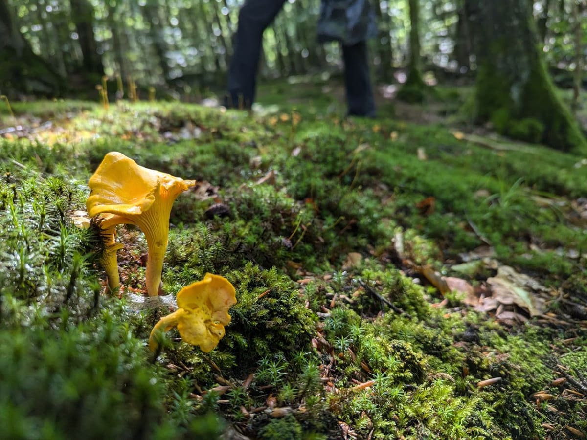 Svampens dag i Ronneby: nyplockade svampar visas på Naturum