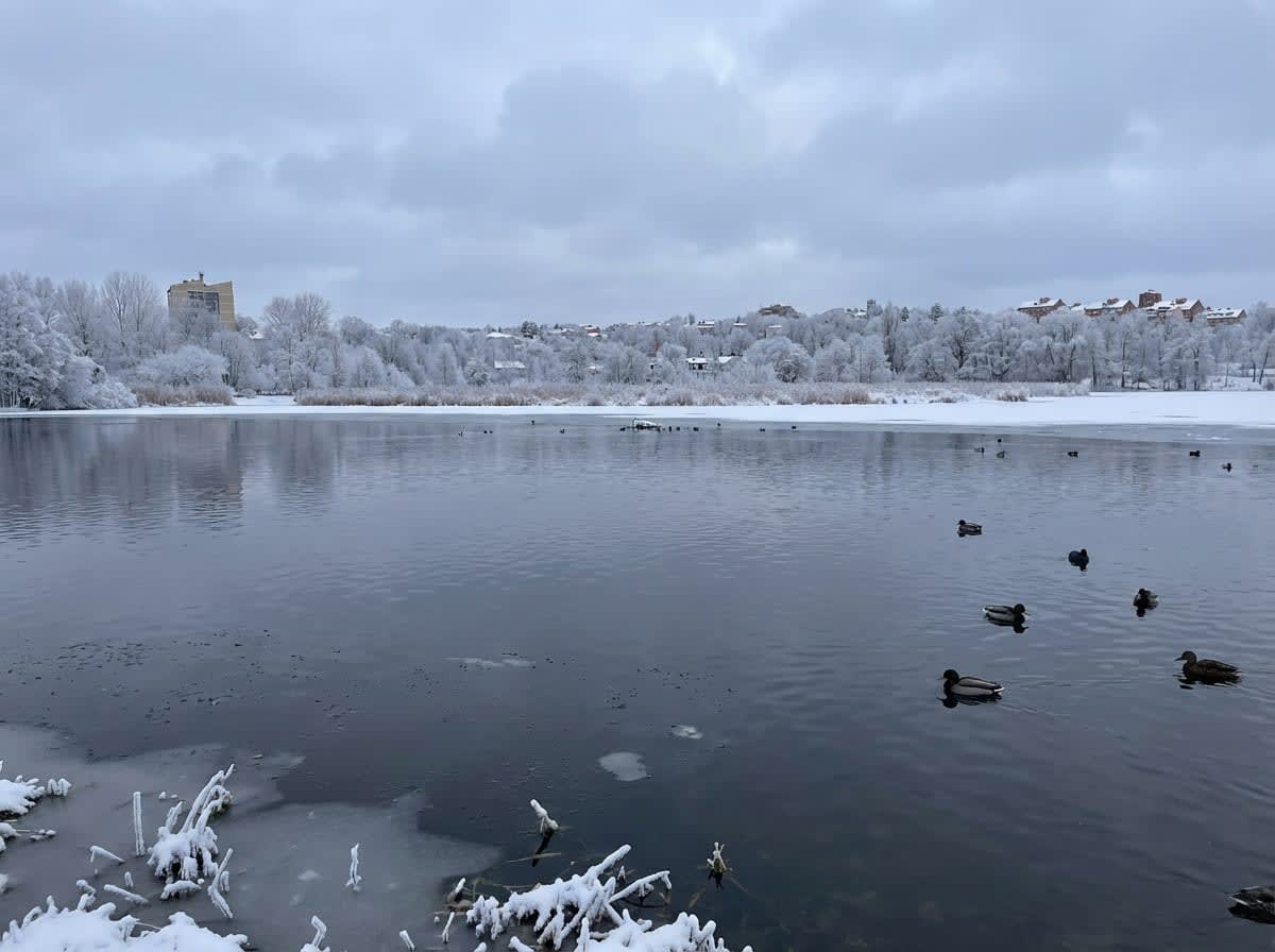 Bilden visar ett vinterlandskap med en stor vattenyta i förgrunden och snötäckta träd och byggnader i bakgrunden. Vattnet verkar vara delvis fruset med isflak nära stranden i förgrunden, där snö täcker vegetationen. Flera änder simmar på den öppna va
