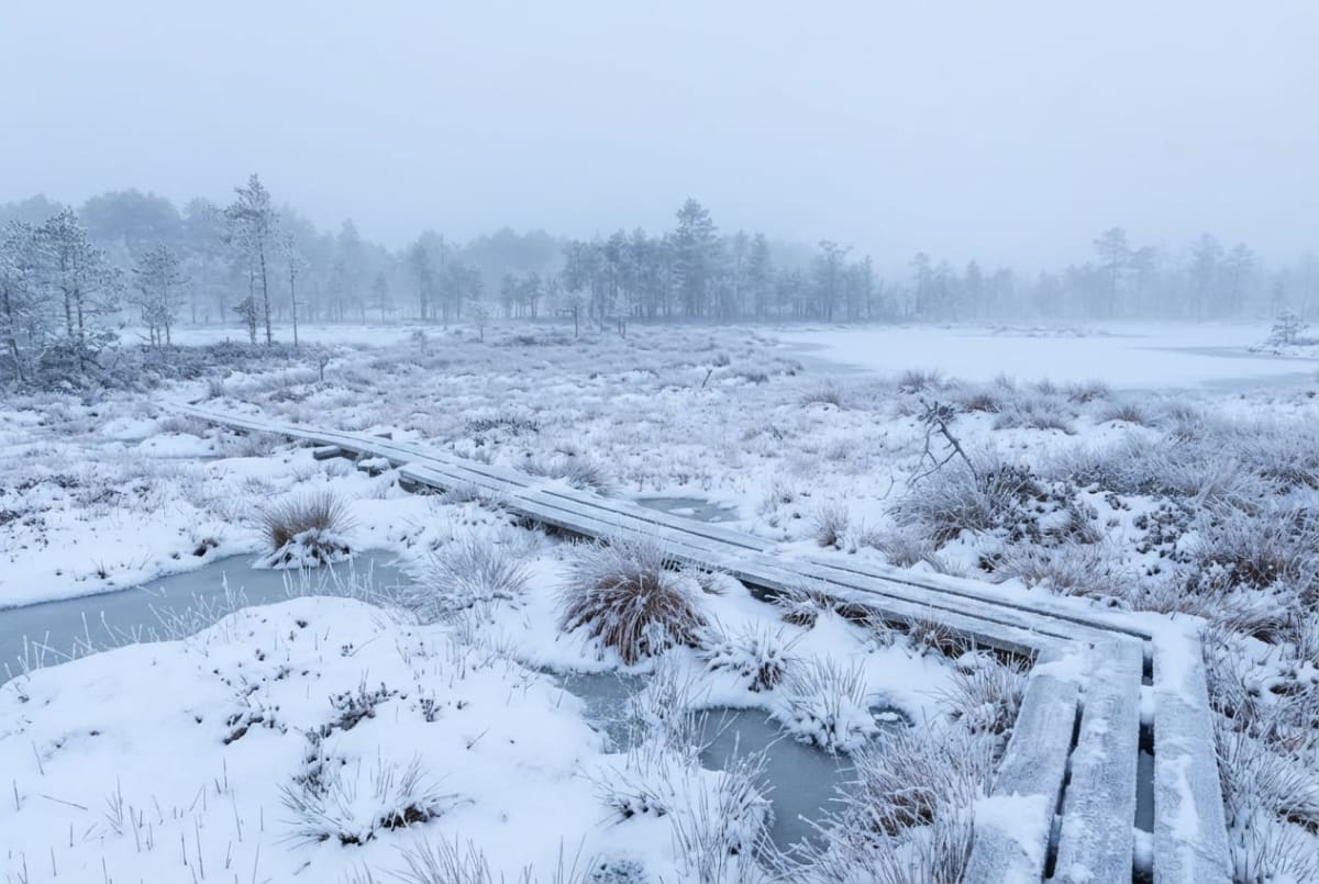 En vinterbild av ett snötäckt landskap med en träspång som leder över ett fruset kärrområde. Längre bort syns en skogskant och en sjö. Marken är täckt av frost och snö, och himlen är ljusgrå och disig.