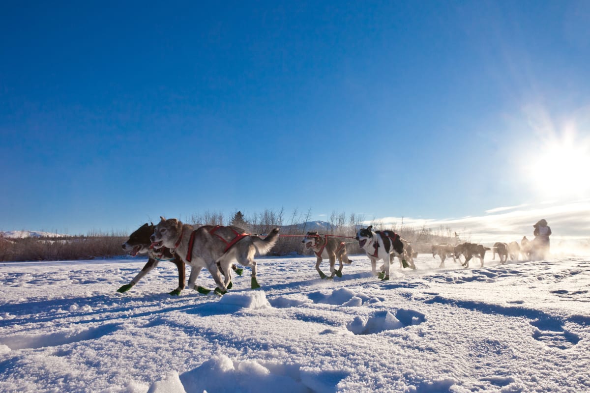 En stor grupp hundar med selar drar en släde i snön. Solen lyser starkt och skapar ett ljussken i bilden. En person står upp på hundspannet längst bort. Marken är täckt av snö med spår från fötter och släde. Bar skog syns i bakgrunden.