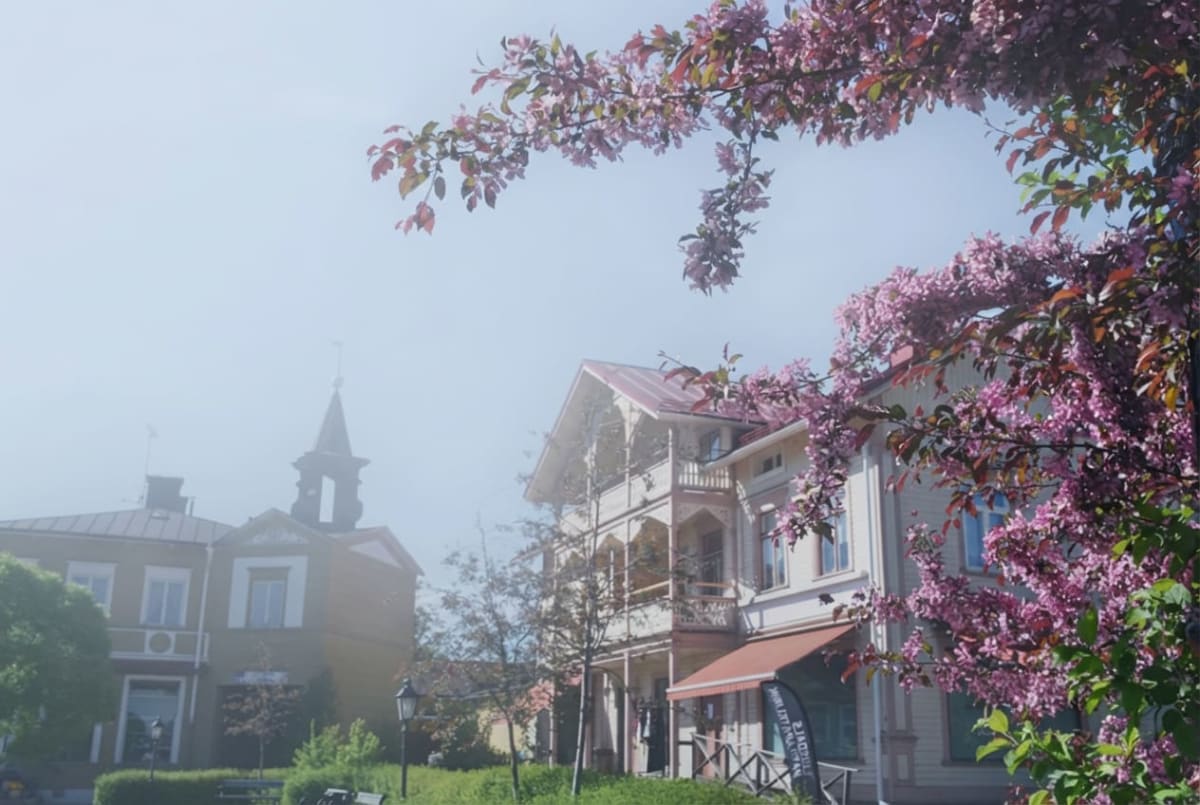 En bild som visar en vår- eller sommarmorgon med dis och blomstrande träd. I bakgrunden syns två byggnader, varav en har ett torn. Trädens grenar med rosa blommor dominerar förgrunden och sträcker sig över bilden.