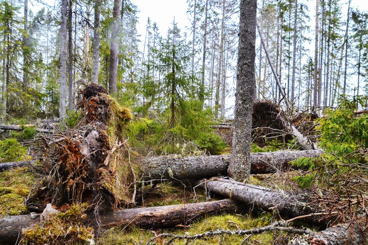 Skogsstyrelsen: Granbarkborren svärmar i stormfällda granar – virke behöver tas om hand