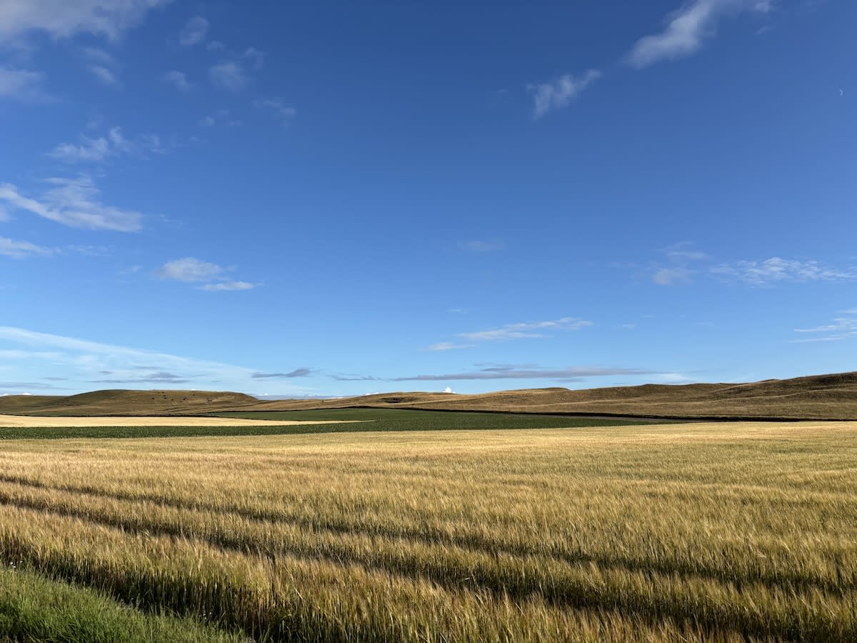 En vid vy över ett fält med gulgrönt sädesslag i förgrunden och ett mörkare grönt fält längre bort. Horisonten utgörs av böljande kullar. Ovanför syns en klarblå himmel med spridda vita moln. En liten månskära syns i bildens övre högra hörn.