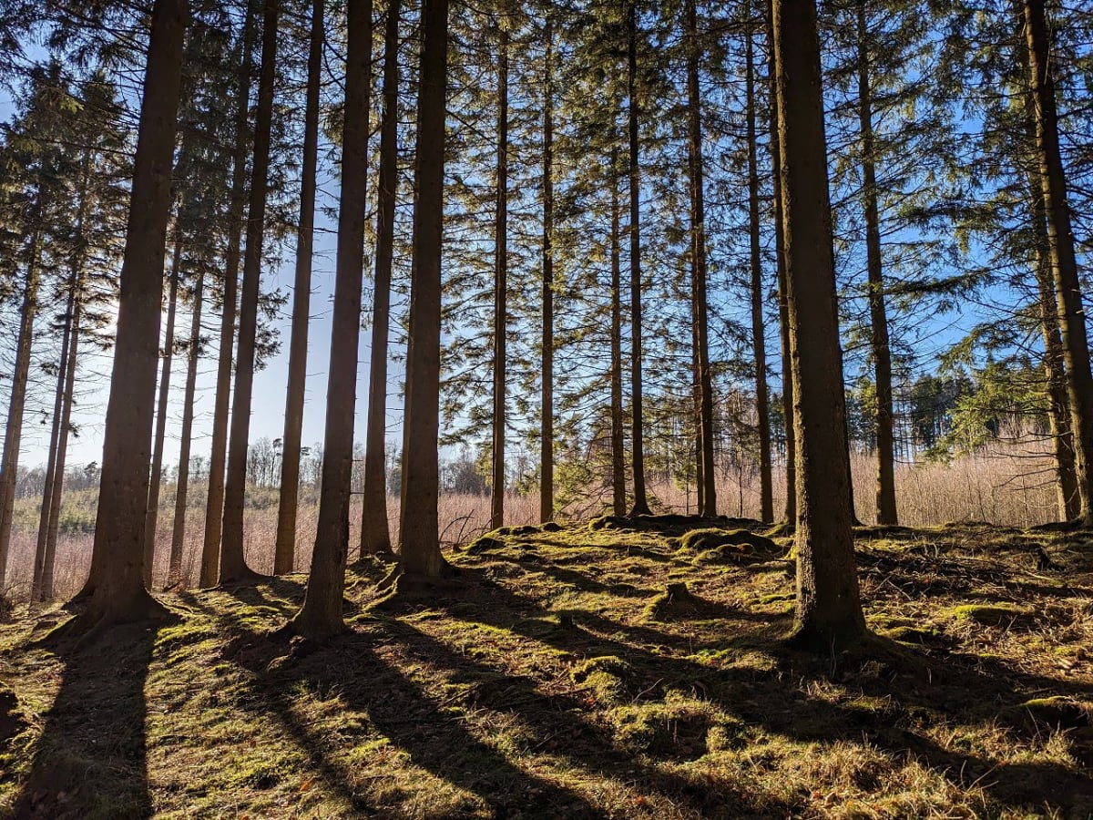 Bilden visar ett skogslandskap med höga träd, troligen barrträd, vars stammar sträcker sig mot den klara blå himlen. Solljuset faller in från vänster, vilket skapar långa skuggor över det mossiga och gräsbevuxna marken i förgrunden. Marken är ojämn m