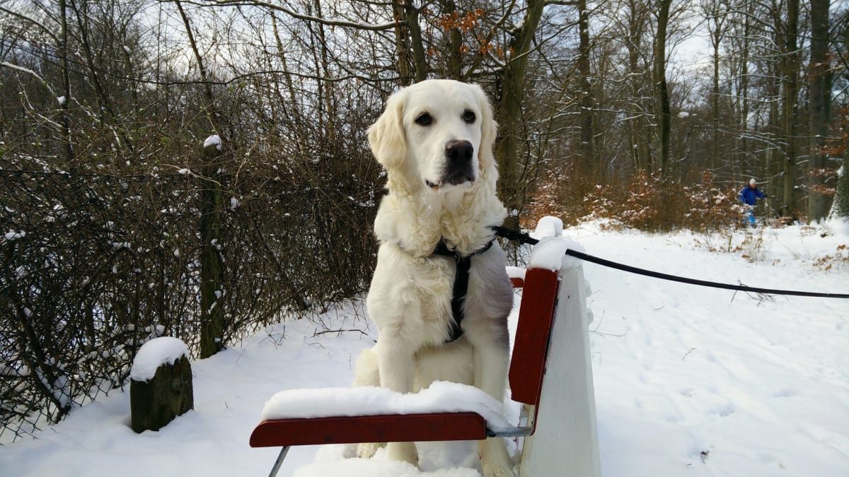 En ljus Golden Retriever sitter på en röd och vit bänk, delvis täckt av snö. Hunden har ett svart sele på sig och tittar rakt fram. Bakom hunden finns en snötäckt skog med kala träd och buskar. Marken är helt täckt av snö. Till vänster i bildkanten s