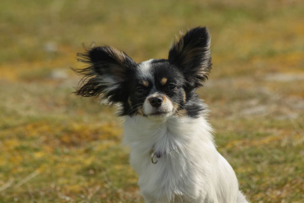 En svart, vit och brun hund syns i en halvbild, lätt vinklad åt höger, med blicken riktad mot kameran. Hunden har stora, upprättstående öron med långt hår och en stor krage av vitt hår runt halsen. Ansiktet är mestadels svart och brunt med ett vitt stråk i pannan och en vit nosparti. En metallring, troligen en del av ett halsband, är synlig runt halsen. Bakgrunden är oskarp och består av gräs i gröna och bruna nyanser, vilket indikerar att bilden är tagen utomhus.