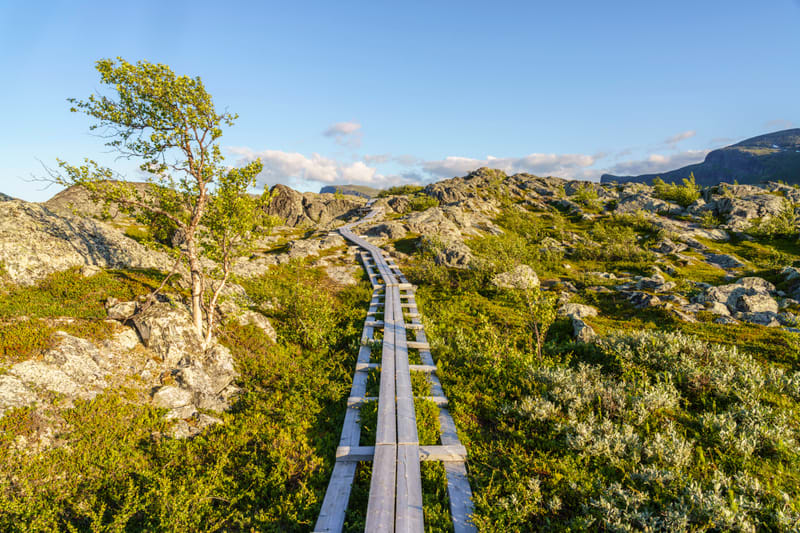 Bilden visar ett naturlandskap med en träspång som slingrar sig genom terrängen under en klarblå himmel. Mitt i bilden, i förgrunden, sträcker sig träspången bortåt, vänd mot horisonten. Till vänster om spången finns en björk med grönskande löv. Land