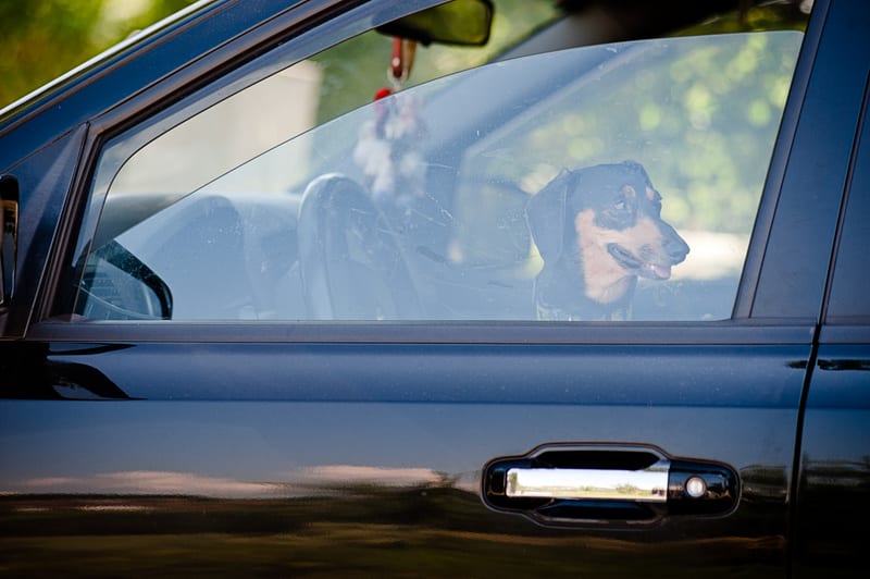 En svart bil fotograferad från sidan med en hund synlig genom framsidans sidoruta. Hunden är en svart och tanfärgad dachshund, sedd profil, blickandes ut mot vänster. En del av bilens framsäte, inklusive ratten, samt backspegeln är synliga genom rutan. Rutan reflekterar ljus och bakgrunden, som tyder på utomhusmiljö med grönska. Bilens yta är glänsande och reflekterar också delar av omgivningen. Dörrhandtaget på framdörren är synligt.