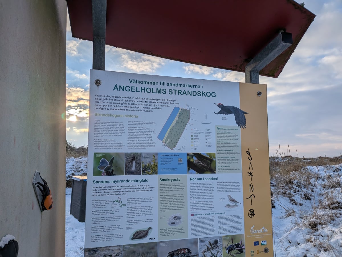 Bilden visar en informationsskylt för Ängelholms Strandskog placerad utomhus under en delvis molnig himmel. Skylten är upplyst av solljus som delvis bländar på vänster sida. Texten på skylten är på svenska med titeln "Välkommen till sandmarkerna i Ängelholms Strandskog" och beskriver områdets historia, djurliv och naturvårdsprojekt. Det finns även information om sevärdheter och uppmaningar till besökare. Till höger på skylten syns en karta och illustrationer av fåglar, insekter och växter. Delar av skylten har klotter eller markeringar i svart, som pilmarkeringar och en stjärna. Framför skylten syns snö, torkat gräs och mindre buskar, vilket tyder på vintertid. En mörkbrun och orange dekorativ insekt sitter fast på den vita delen av skyltens stödram till vänster.