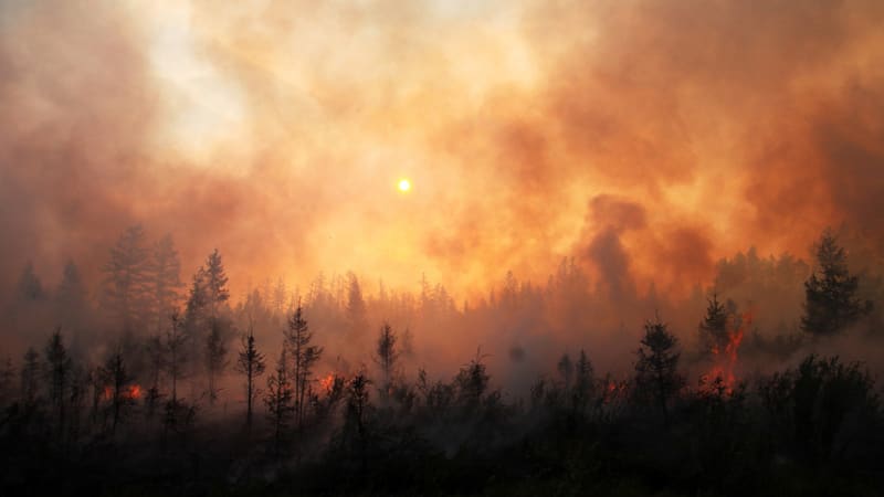 Bilden visar ett skogsområde under en brand. En tät, orangefärgad rök fyller himlen och skapar en disig atmosfär. Solen är synlig som en svagt lysande sfär genom röken. I förgrunden och mellangrunden syns träd och buskar, varav många är mörka och sil