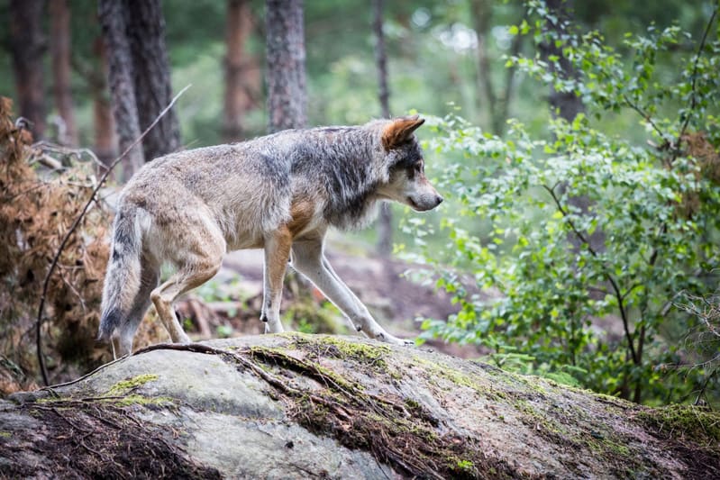 En varg står på en mossbeklädd sten i en skogsmiljö. Vargen är sedd från sidan, vänd åt höger i bilden, med huvudet sänkt och blicken riktad framåt. Dess päls är gråbrun med ljusare partier på undersidan och mörkare på ovansidan och runt manken. I ba