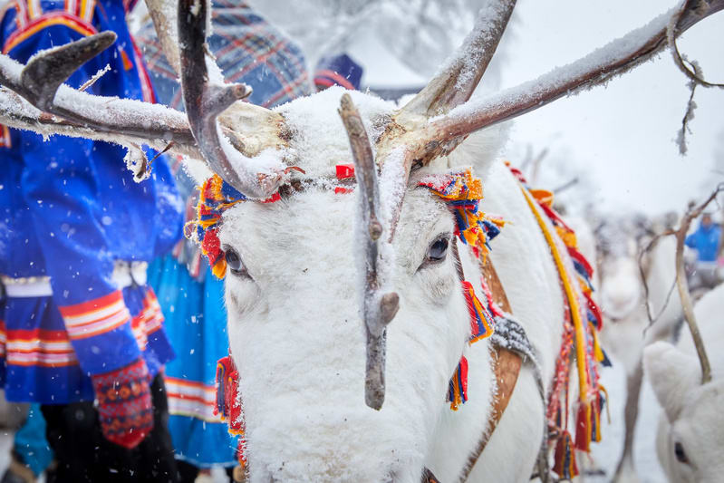 Bilden visar ett närgående porträtt av ett vitt renansikte i ett snöigt vinterlandskap. Renens päls är täckt med snö och dess horn är tydligt framträdande, även de täckta med snö. Runt renens huvud och hals syns färgglada utsmyckningar med blå, röda och gula tofsar och band. I bakgrunden till vänster skymtar en person klädd i en blå vinterjacka med röda och orangea detaljer på ärmarna, vilket kan tyda på traditionella samiska kläder. Fler suddiga renar och vinterskog är synliga i bakgrunden. Snöflingor faller i luften, vilket indikerar att det snöar.