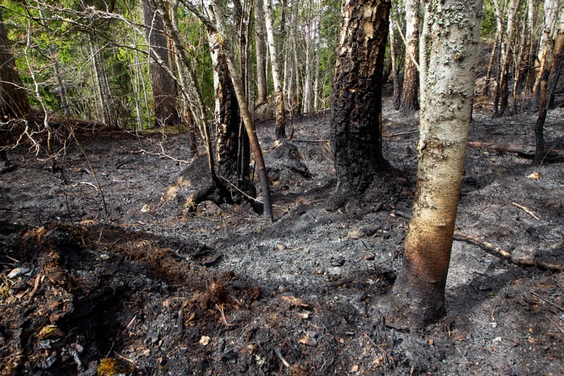 Bilden visar ett skogsområde där marken och träden bär spår av brand. Marken är täckt av svart aska och förkolnade växtrester. Flera träd, både lövträd och barrträd, står kvar, men en del av deras stammar är svärtade och förkolnade, särskilt nära bas
